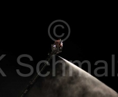 feuer-hn-0013