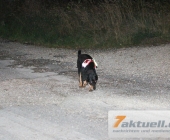 suche-0019