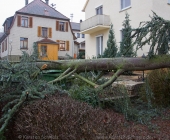 tanne-0004