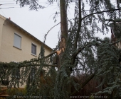 tanne-0005
