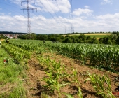 unfall-k1673-poppenweiler-bittenfeld-30-06-2013_0011