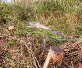 verkehrsunfall-steinheim-kleinbottwar-11-10-2013_-0018