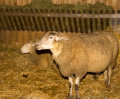 weihnachtswelt-0015